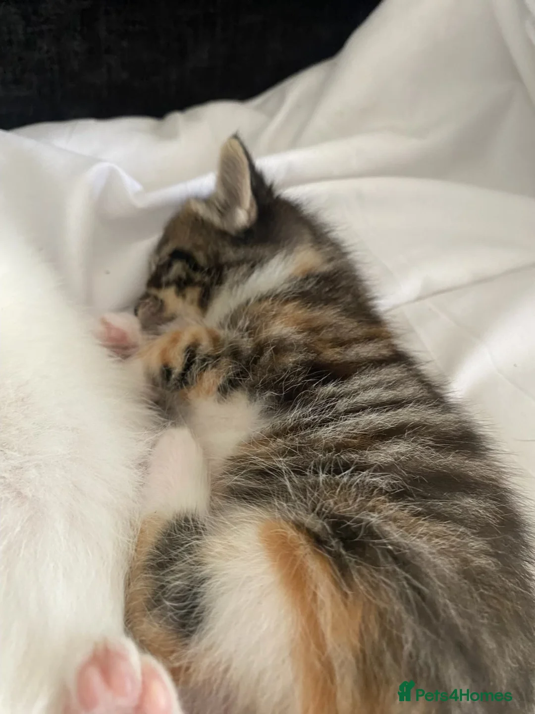 British Shorthair cats for sale: Lovely kittens for sale  in Wembley - Advert 2