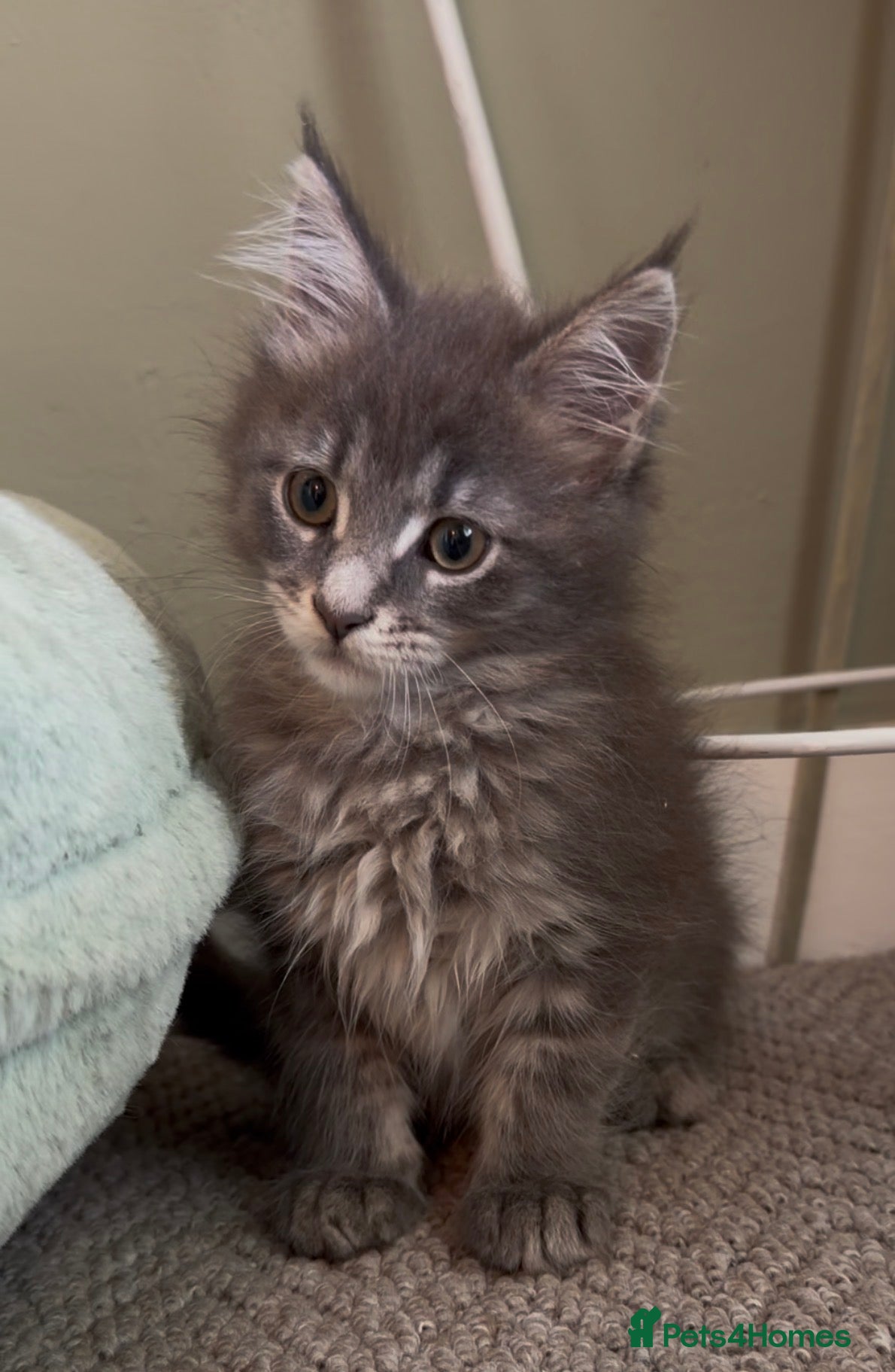 Maine Coon cats Beautiful pedigree Maine Coon kittens READY NOW - Advert 2