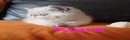 Exotic cats for sale: EXQUISITE GCCF PERSIAN EXOTIC BABIES - Advert 10