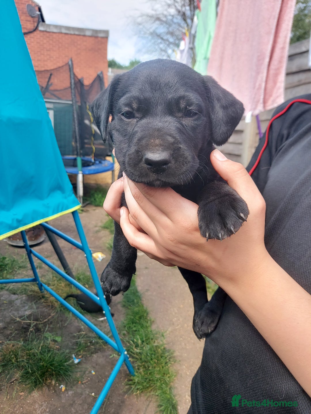 Mixed Breed dogs for sale: Mixed labrador  - Image 26