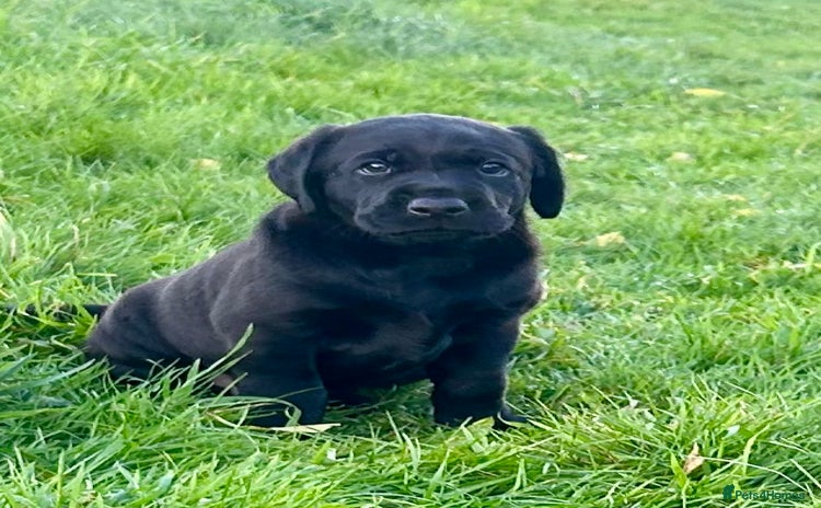 Labrador Retriever dogs KC Reg Black Lab Dog Puppy - Ready for new home - Advert 1
