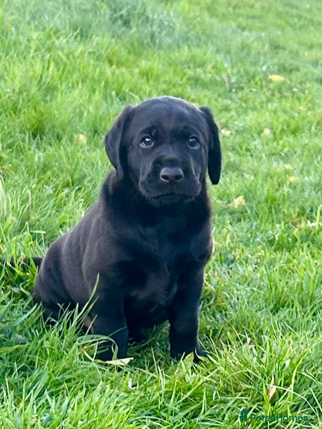 Labrador Retriever dogs for sale: KC Reg Black Lab Dog Puppy - Ready for new home - Advert 1