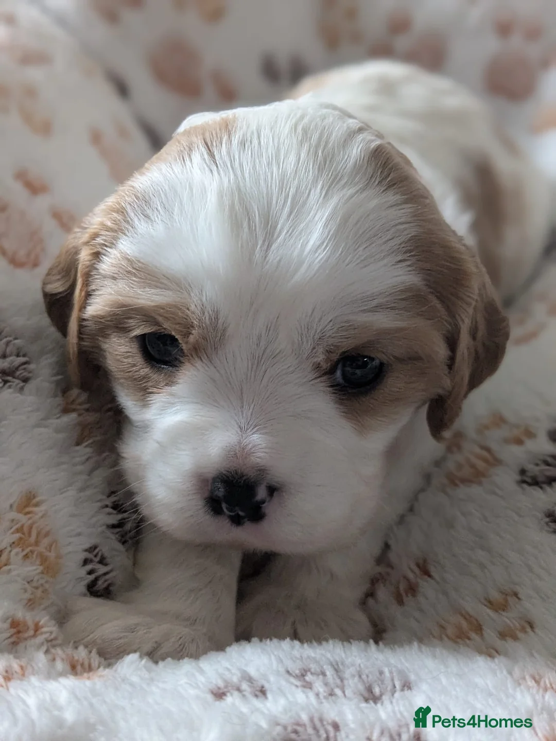Cavalier King Charles Spaniel dogs for sale: King charles cavalier puppies - Advert 6