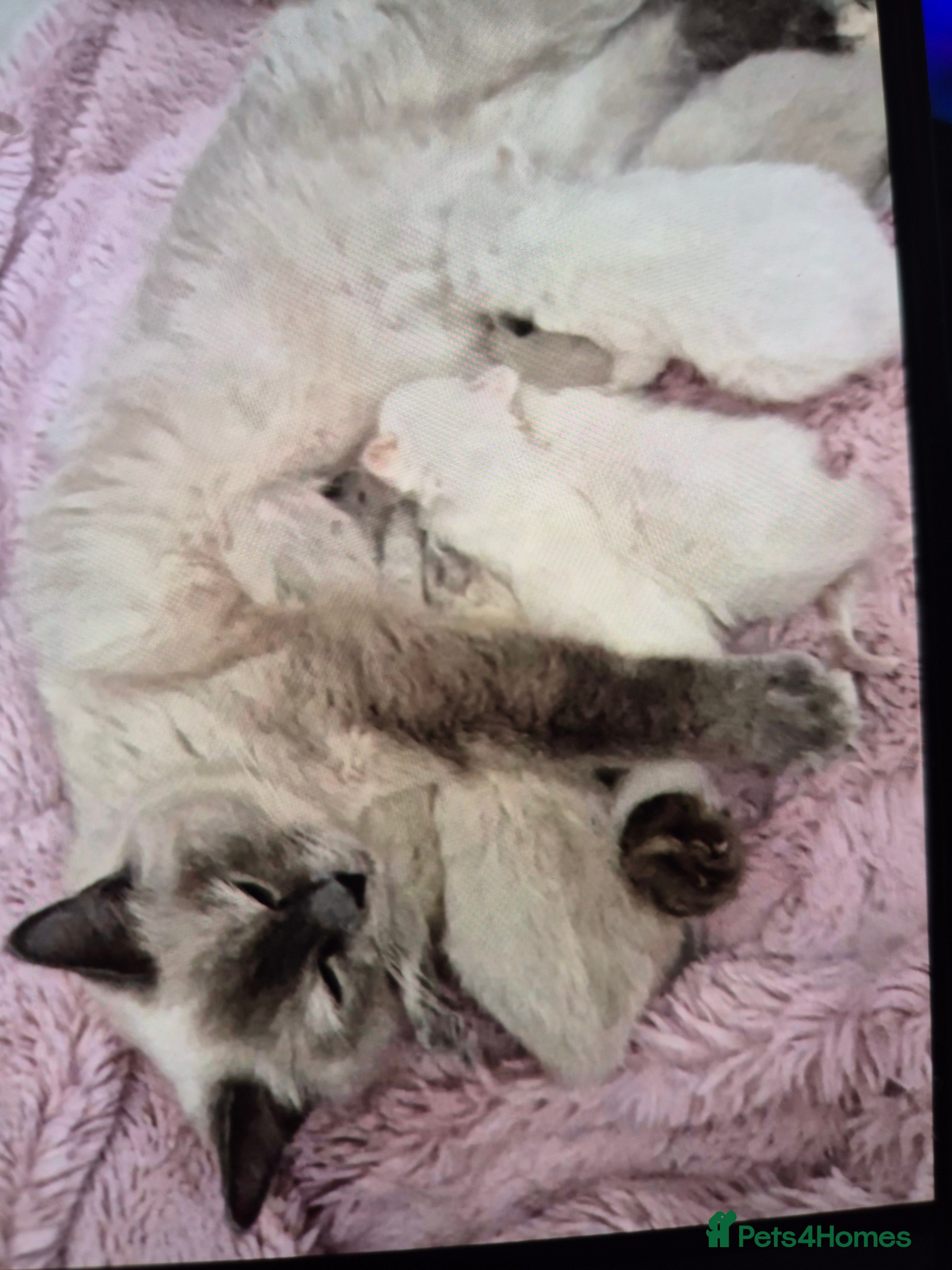 Ragdoll cats Ragdoll kitten female - Advert 1