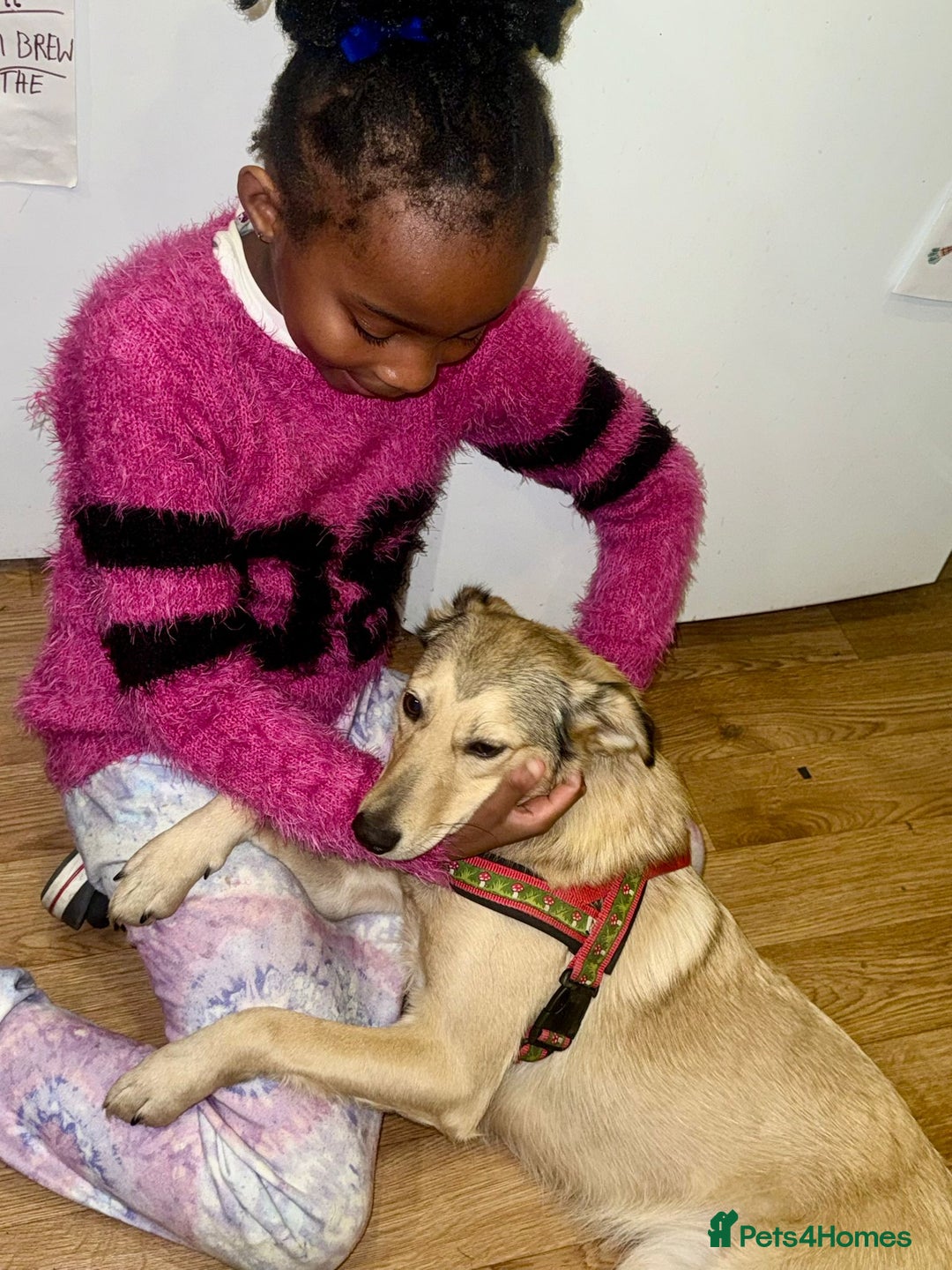 Mixed Breed dogs for adoption: 💙🐶 NICK(8 month) & ❤️🐶 MAILY (1 year)  - Advert 12