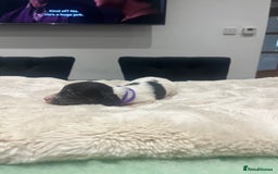 Dachshund dogs for sale: Tiny long haired piebald dachshunds for sale ! - Image 15
