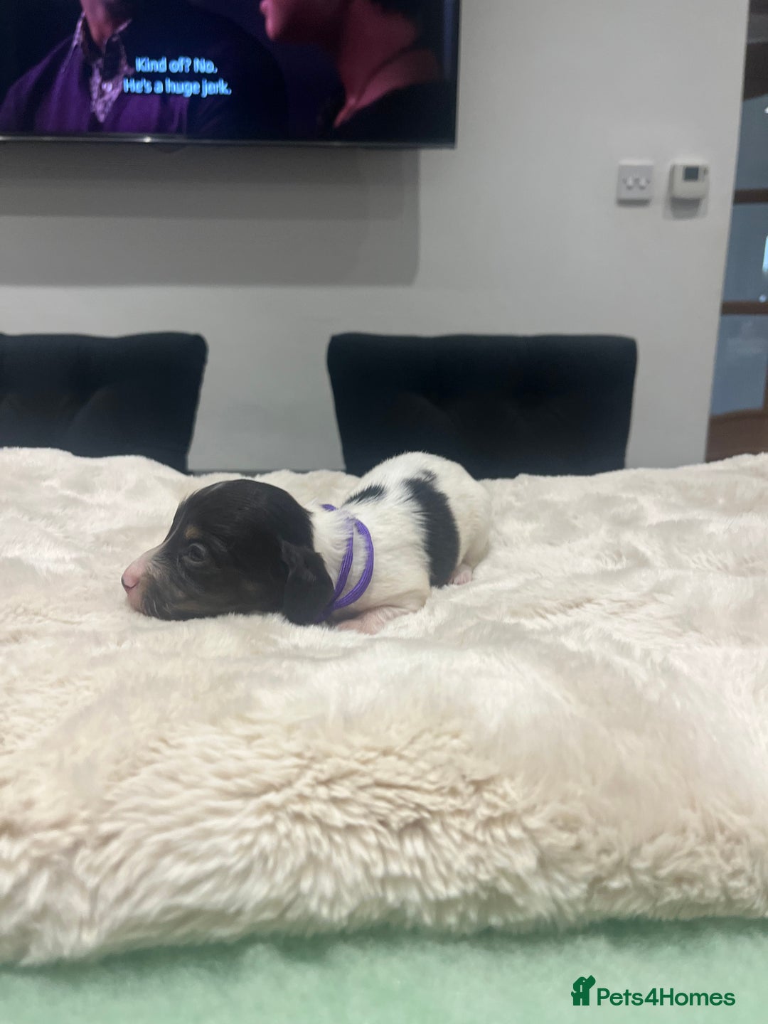 Dachshund dogs for sale: Tiny long haired piebald dachshunds for sale ! - Image 15