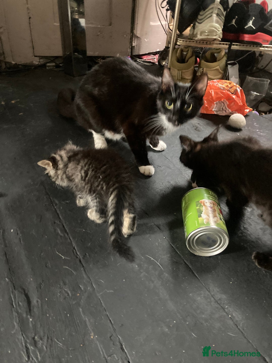 Mixed Breed cats for sale: Tabby and grey kittens  - Image 4