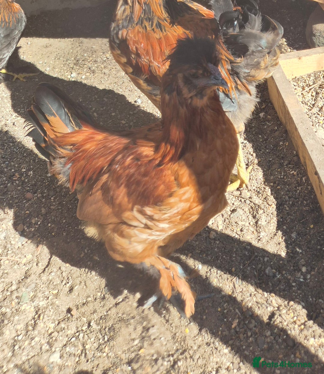 Chickens poultry for sale: Rooster Free to good home  - Image 2