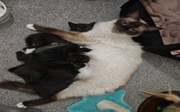 Mixed Breed cats for sale: 4 stunning kittens looking for there forever home  - Image 5