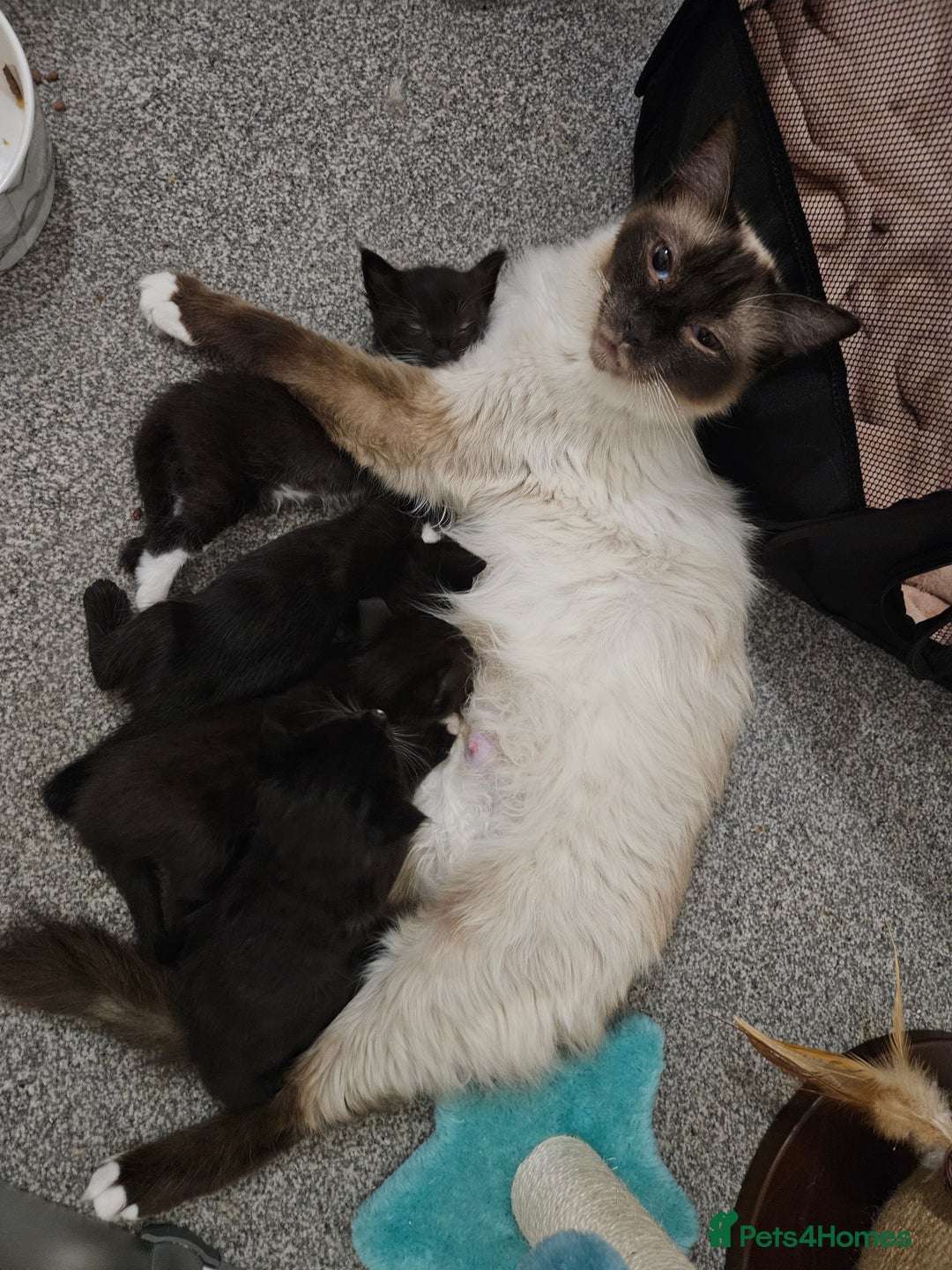 Mixed Breed cats for sale: 4 stunning kittens looking for there forever home  - Image 5