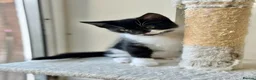 Mixed Breed cats for sale: Adorable 11 week old Kittens - Ready for Homes! in Harrow - Advert 9