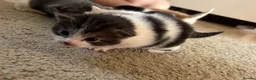 Mixed Breed cats for sale: Beautiful kittens looking for 5* homes  - Advert 8