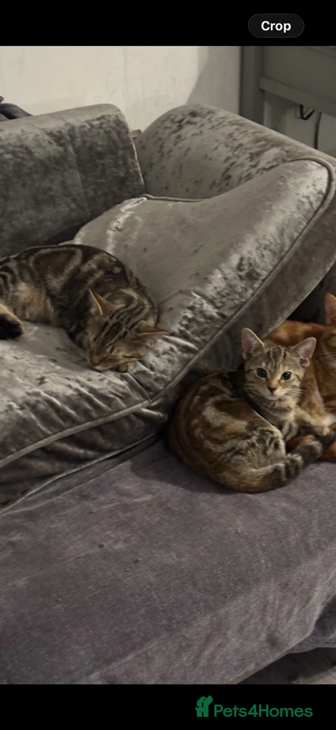 Bengal cats for sale: Gorgeous Bengal cross kittens  - Advert 2