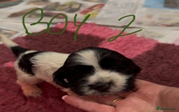 Cocker Spaniel dogs for sale: KC show cocker puppies black white boys - Image 28