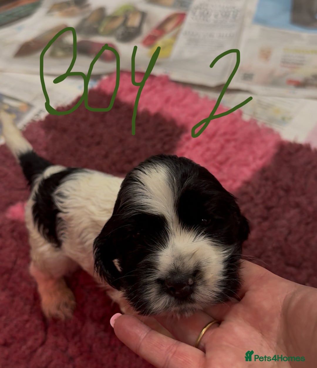 Cocker Spaniel dogs for sale: KC show cocker puppies black white boys - Image 28