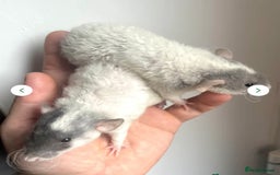Rat rodents for sale: 🐭Dumbo Rex & Straight Coat Rats Available 🐭 - Image 11