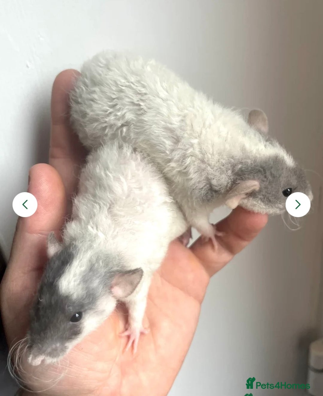 Rat rodents for sale: 🐭Dumbo Rex & Straight Coat Rats Available 🐭 - Image 11