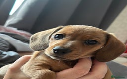 Dachshund dogs for sale: LAST Red Dapple Miniature Dachshund - Image 18