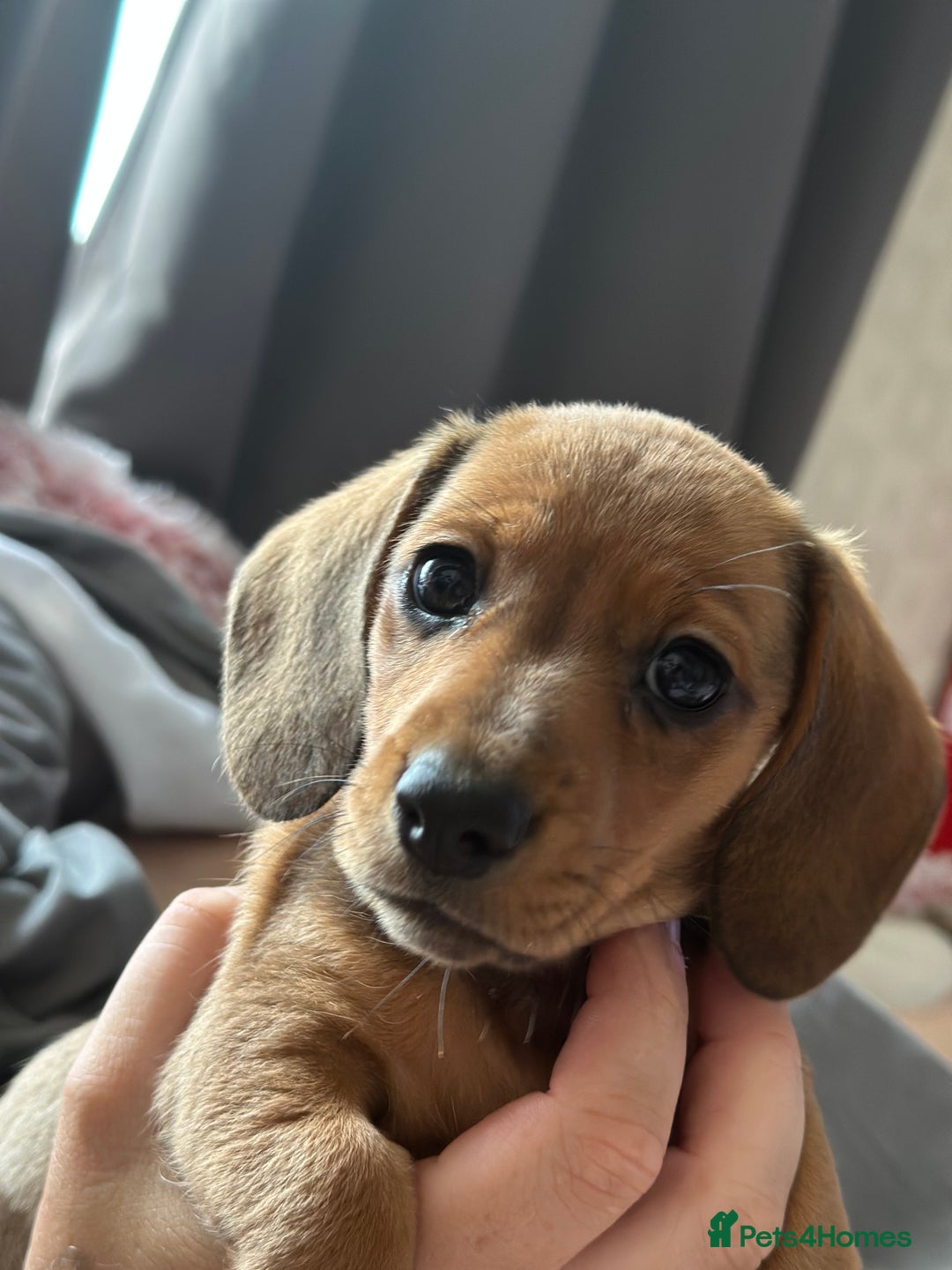 Dachshund dogs for sale: LAST Red Dapple Miniature Dachshund - Image 18