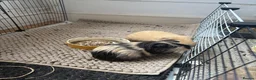 Guinea Pig rodents for sale: Barry and Ray, Quincy & Percy - Advert 6