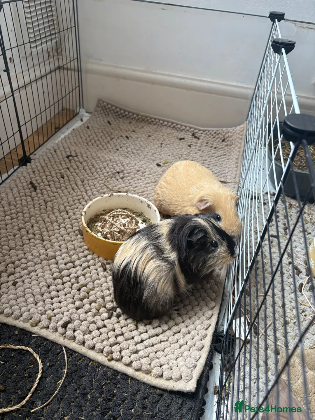 Guinea Pig rodents for sale: Barry and Ray, Quincy & Percy - Advert 6