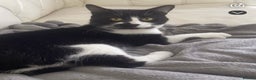 American Shorthair cats for sale: 2 beautiful Boy Cats (brothers) - Advert 3