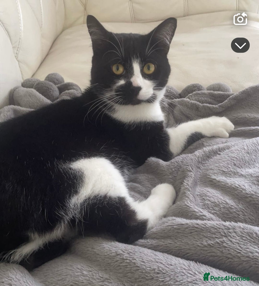 American Shorthair cats for sale: 2 beautiful Boy Cats (brothers) - Advert 3