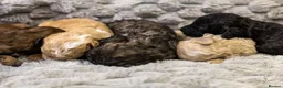 Mini Goldendoodle dogs for sale: Mini Goldendoodles - Advert 7
