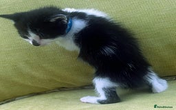 Mixed Breed cats for sale: CLEMMIE’S CUTIES  - Image 18