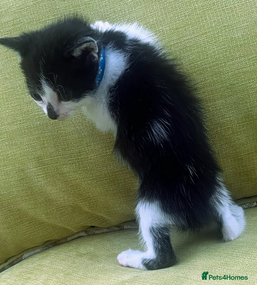 Mixed Breed cats for sale: CLEMMIE’S CUTIES  - Image 18