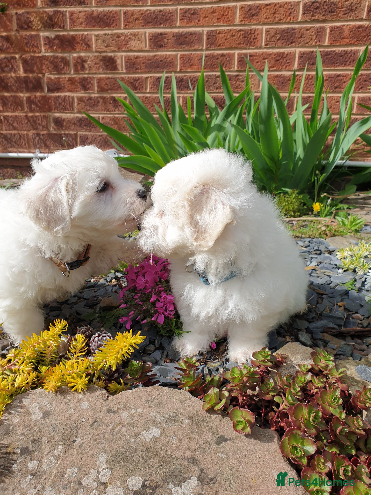 Coton De Tulear dogs K.C. Reg. Coton de Tulear, health tested parents - Advert 2