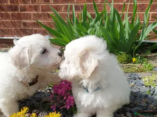 Coton De Tulear dogs K.C. Reg. Coton de Tulear, health tested parents - Advert 6