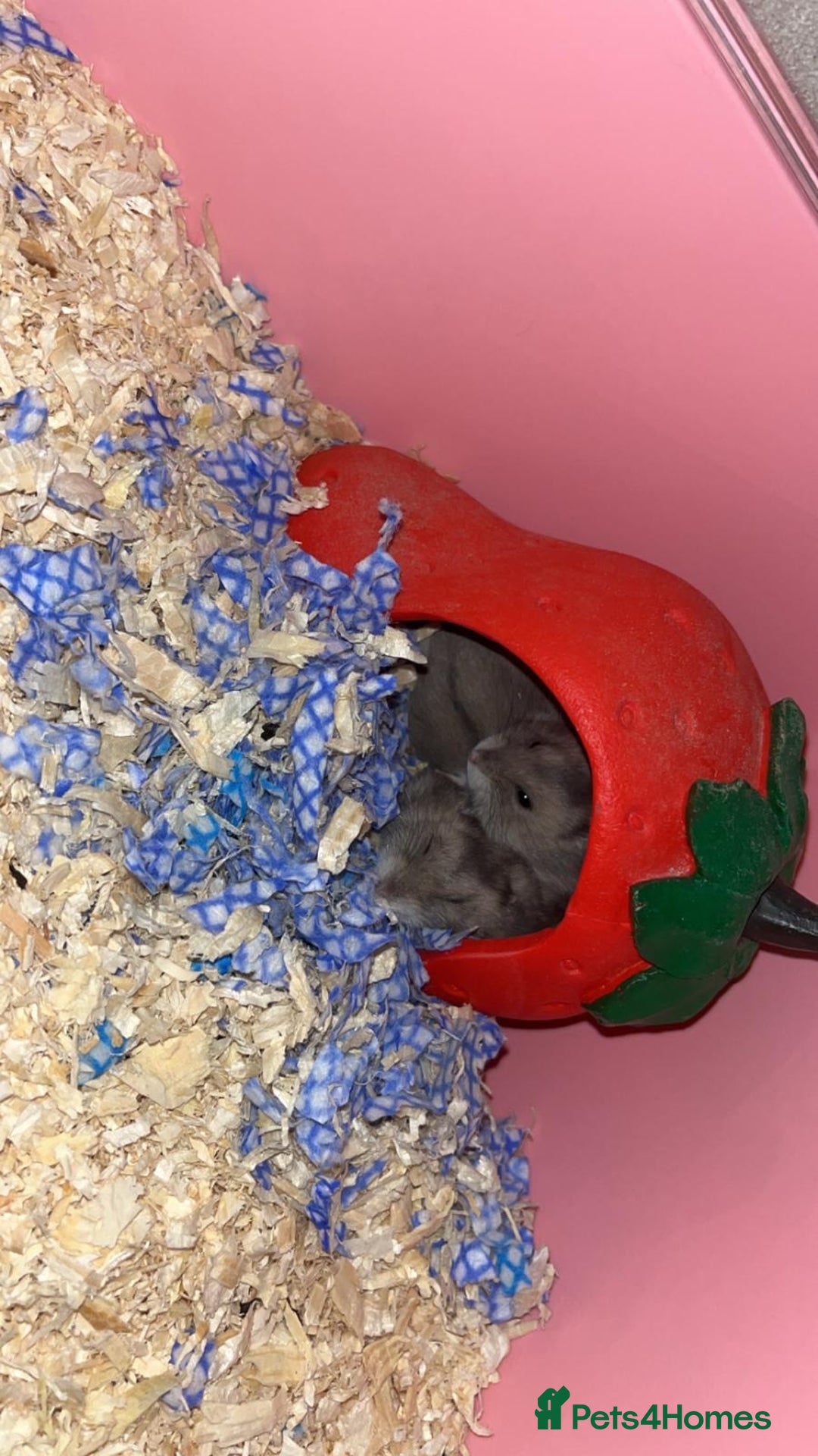 Hamster rodents for sale: Hamsters  - Advert 2