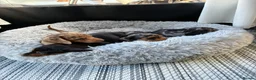 Miniature Dachshund dogs for sale: Miniature dachshund puppies - Advert 4