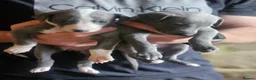 Whippet dogs for sale: Exquisite litter of whippet puppies  in Ormskirk - Advert 10
