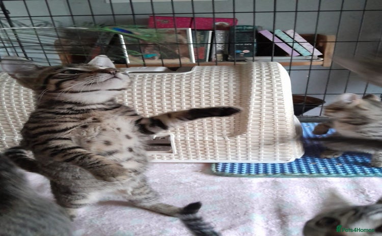 Bengal cats - Advert 4