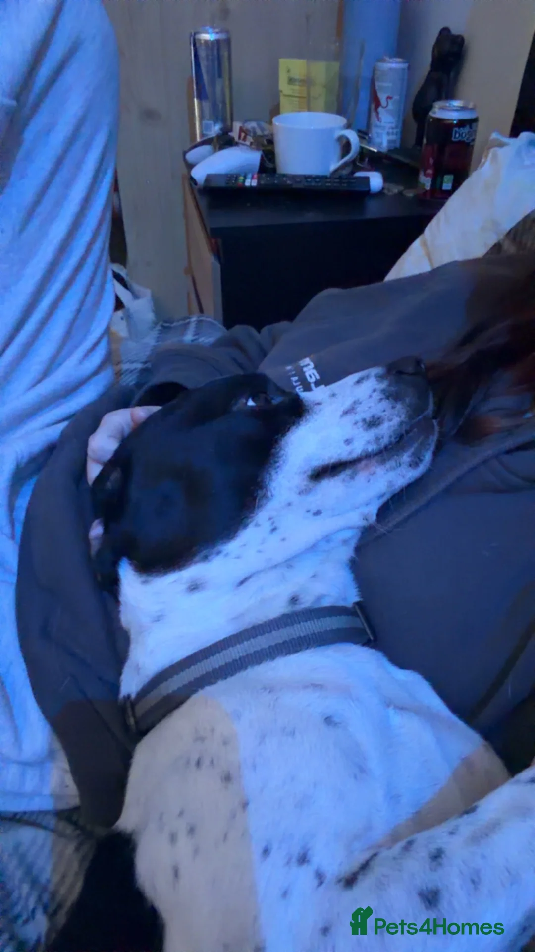 Mixed Breed dogs for sale: Dobby - Advert 2