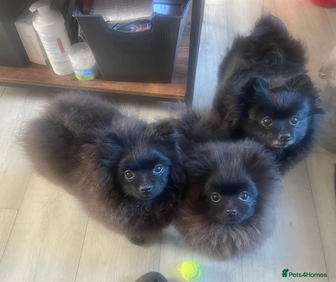 Pomeranian dogs for sale: Stunning KC reg Pomeranians 🌟REDUCED🌟 - Advert 24
