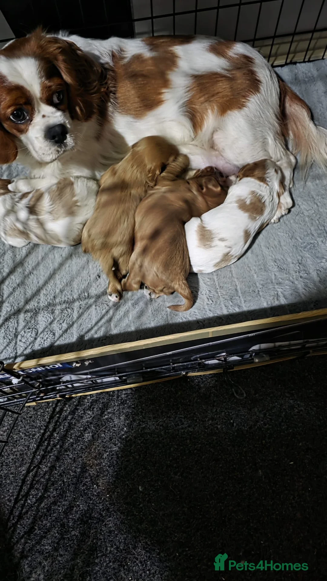Cavalier King Charles Spaniel dogs for sale: Beautiful Cavalier king charles spaniel - Advert 4