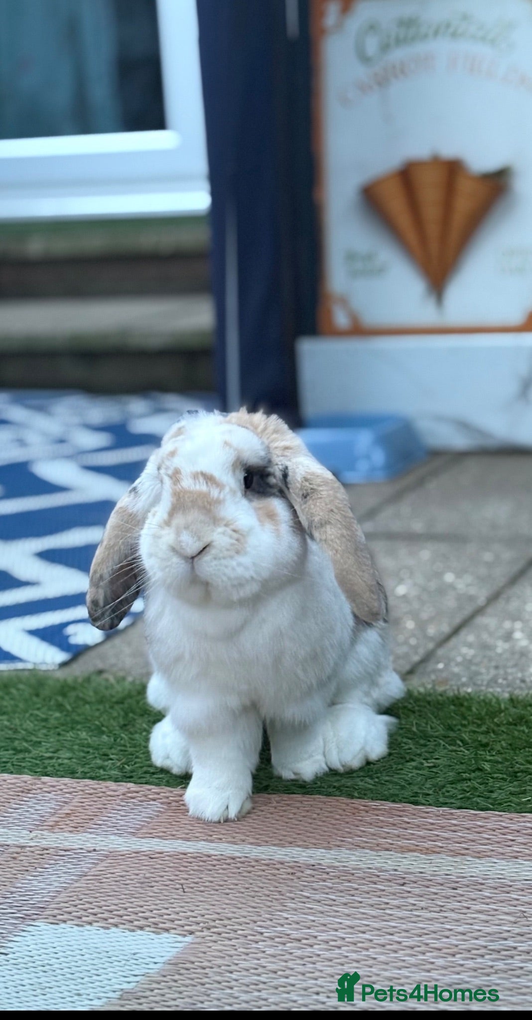 French Lop rabbits Frenchlop buck  - Advert 3