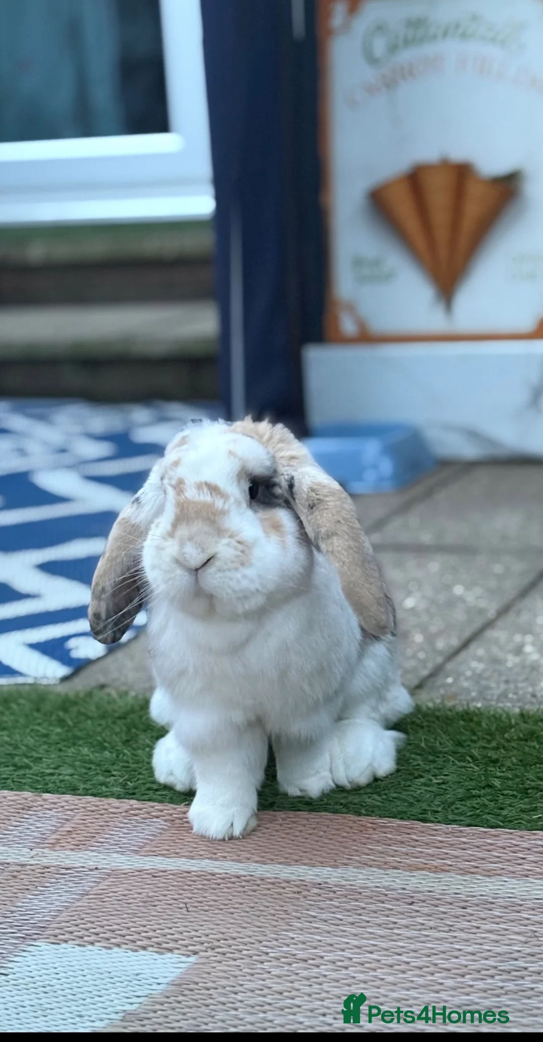 French Lop rabbits for sale: Frenchlop buck  - Advert 1