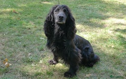 Cockerdor dogs for sale: COCKERDOR PUPS - Image 9