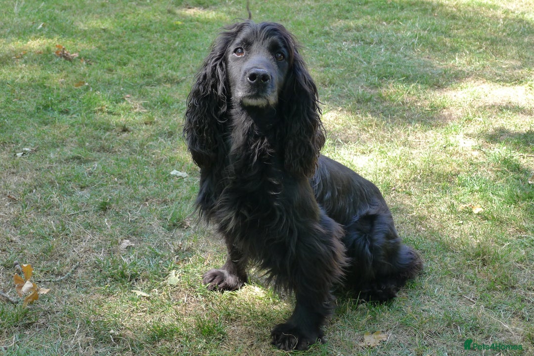 Cockerdor dogs for sale: COCKERDOR PUPS - Image 9