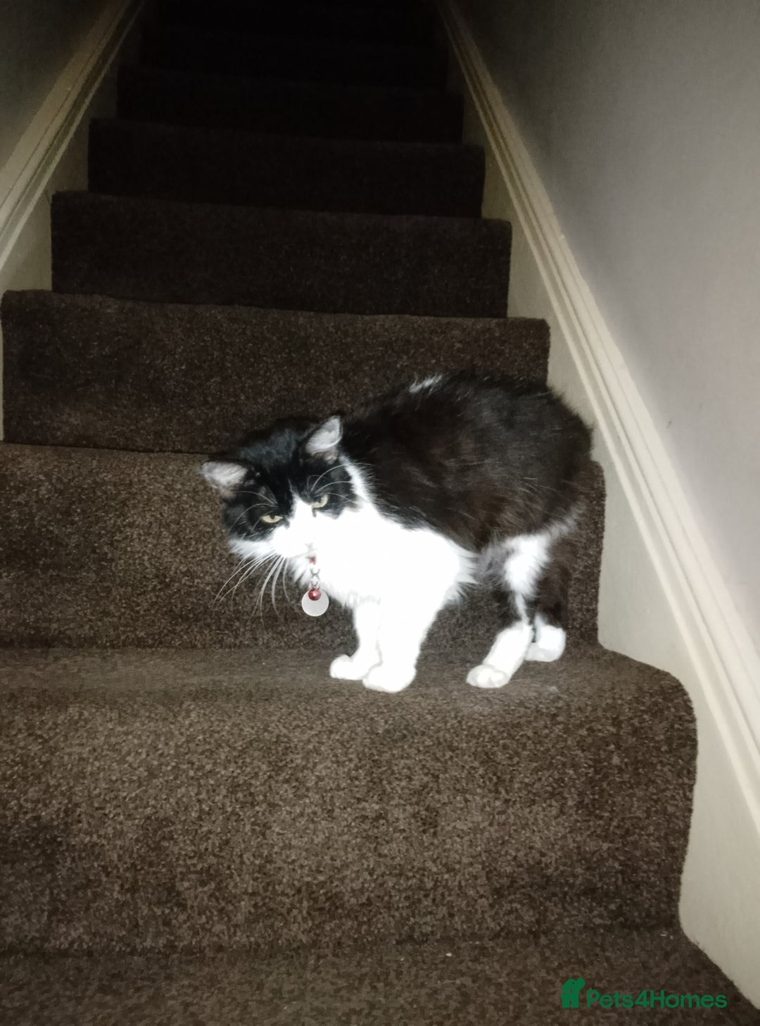 Mixed Breed cats for sale: FREE to good home - Image 2