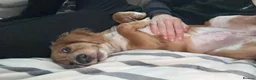 Cockapoo dogs for sale: Maxine (Max)  in Portsmouth - Advert 5