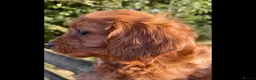 Cavalier King Charles Spaniel dogs for stud: Kc reg Ruby full clear health tests in Carlisle - Advert 2