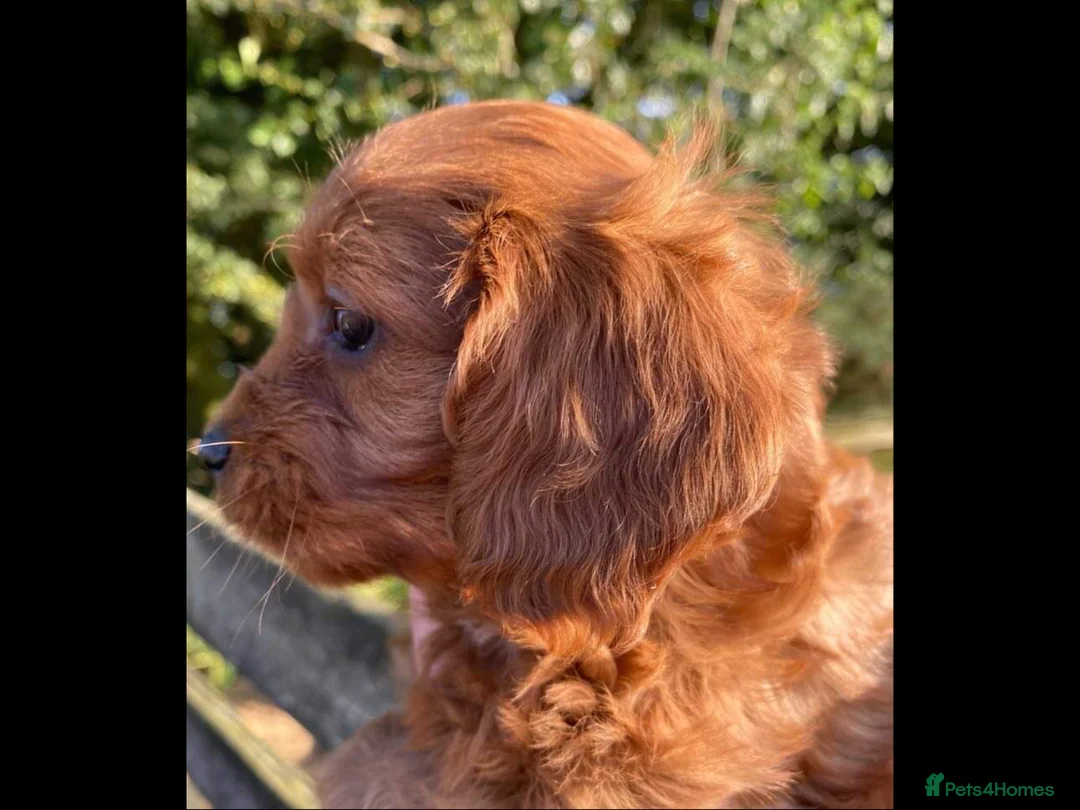 Cavalier King Charles Spaniel dogs for stud: Kc reg Ruby full clear health tests in Carlisle - Advert 2