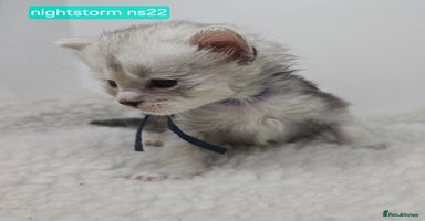 Maine Coon cats - Advert 7