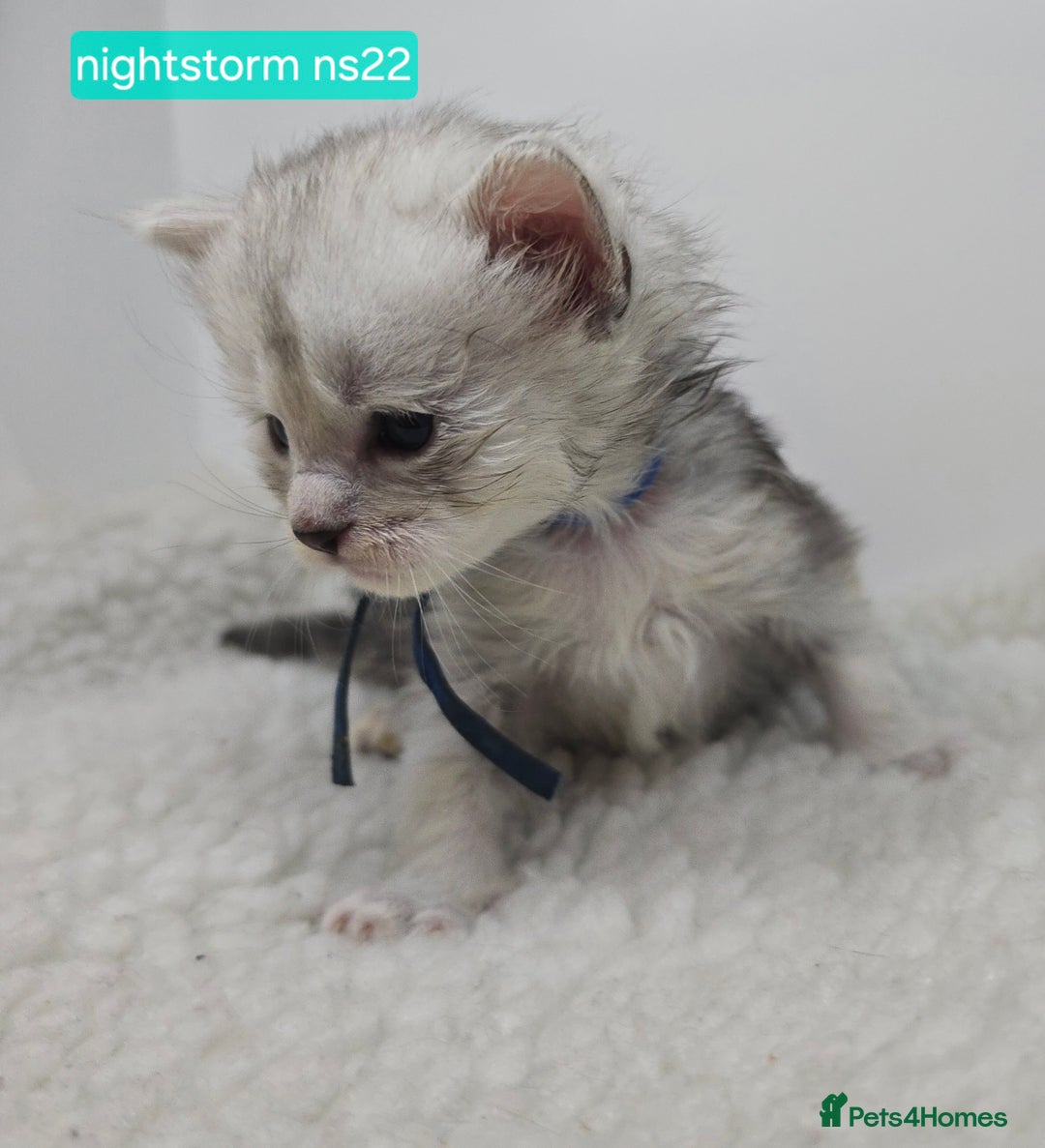 Maine Coon cats for sale: Maine Coon Kittens Silver Imported Shaded Lines - Image 2